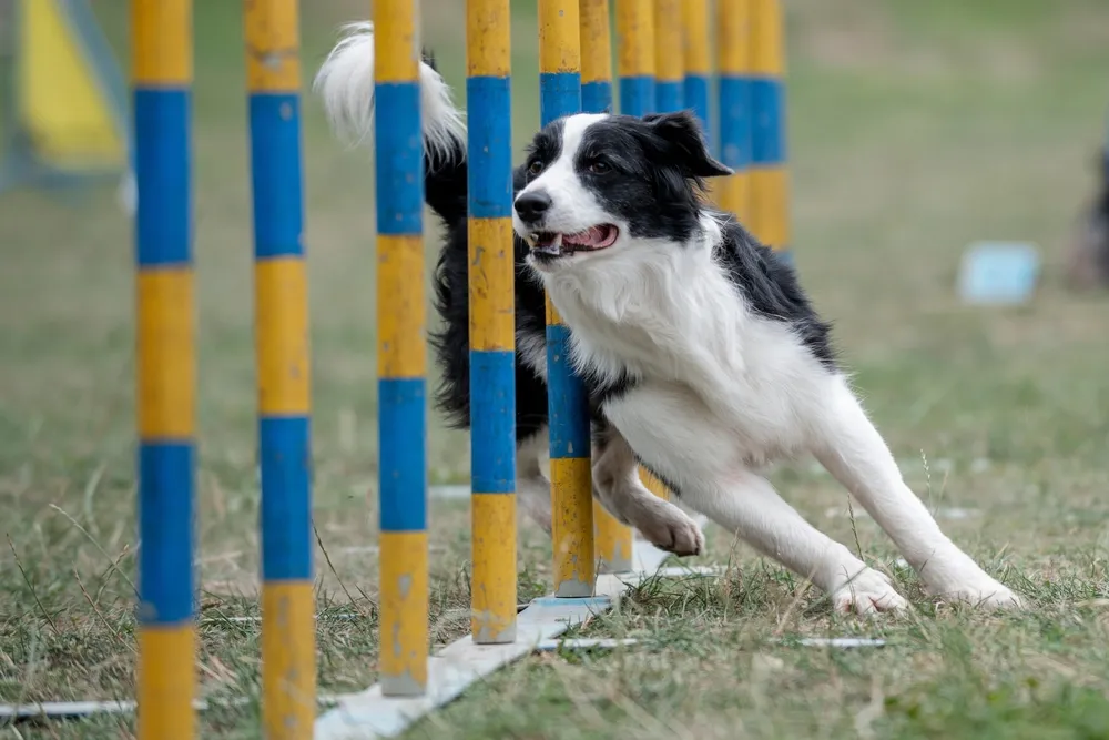 Dog Agility Equipment