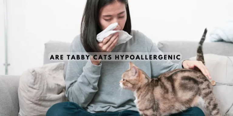 Are Tabby Cats Hypoallergenic? Unveiling the Truth