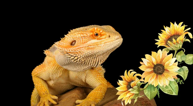 Can Bearded Dragons Eat Sunflowers