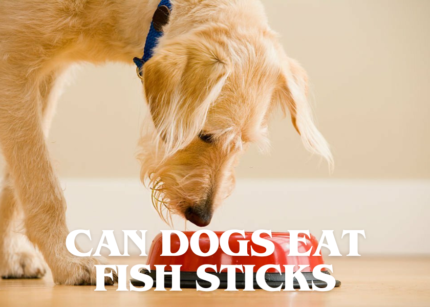 Can Dogs Eat Fish Sticks