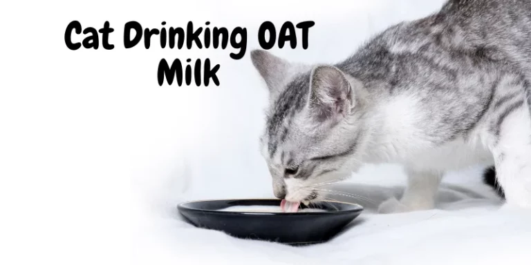 Can Cats Have Oat Milk? A Feline-Friendly Guide to Plant-Based Milk