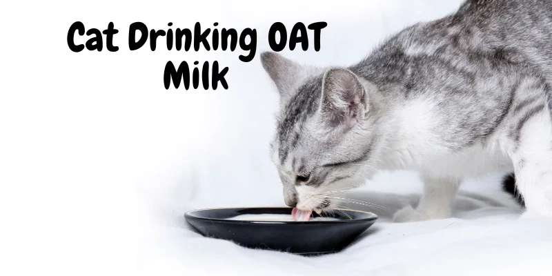 Can Cats Have Oat Milk