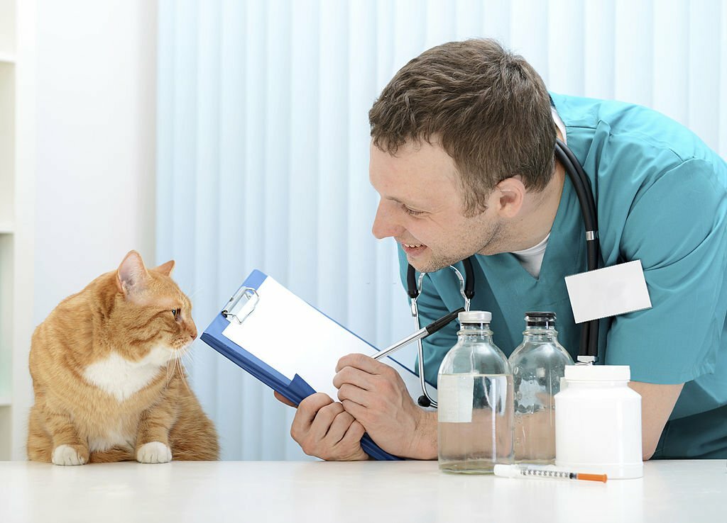 vet and a beautiful British cat