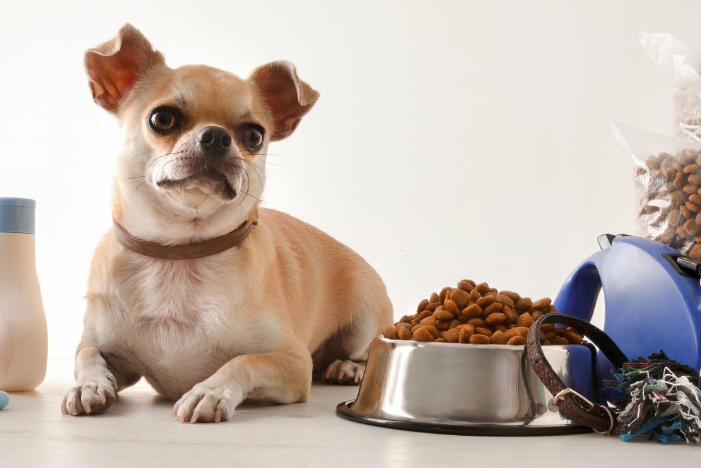 how long can a sick dog live without food