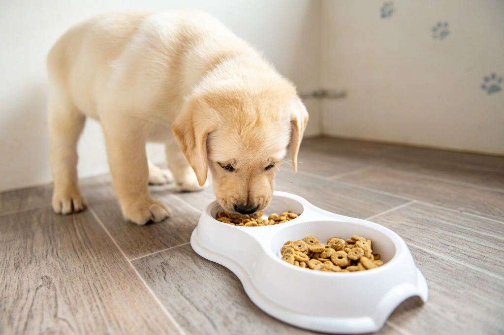 Can Dogs Eat Honey Nut Cheerios