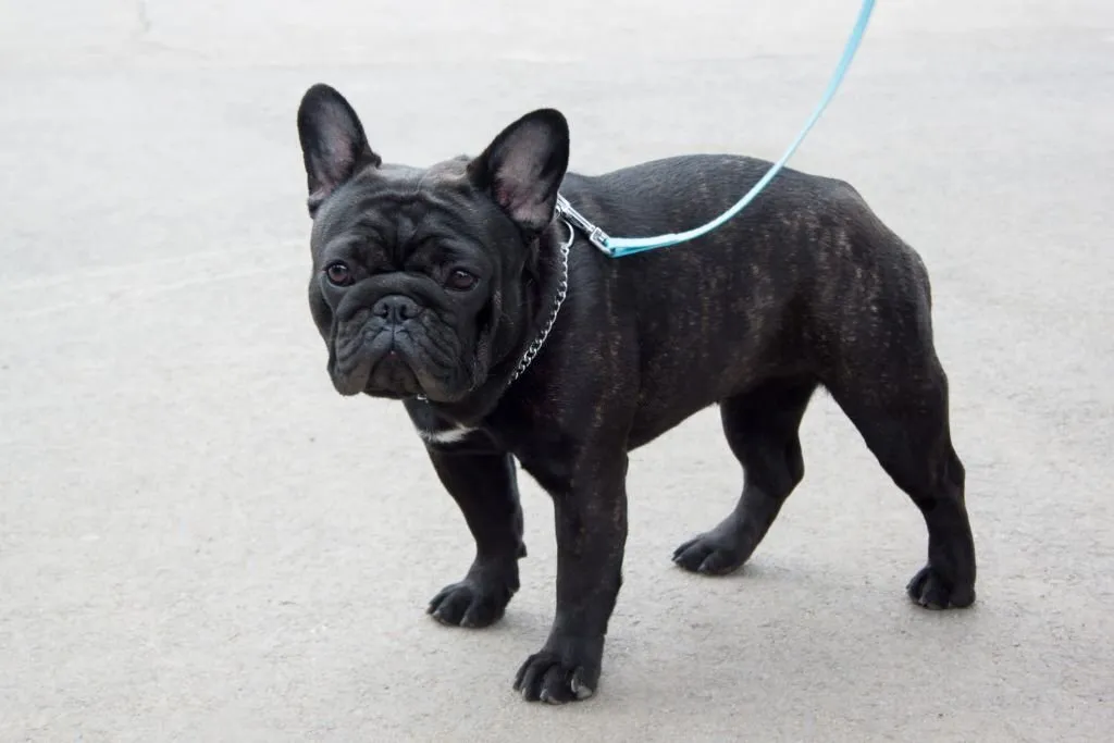 muzzle for a French bulldog