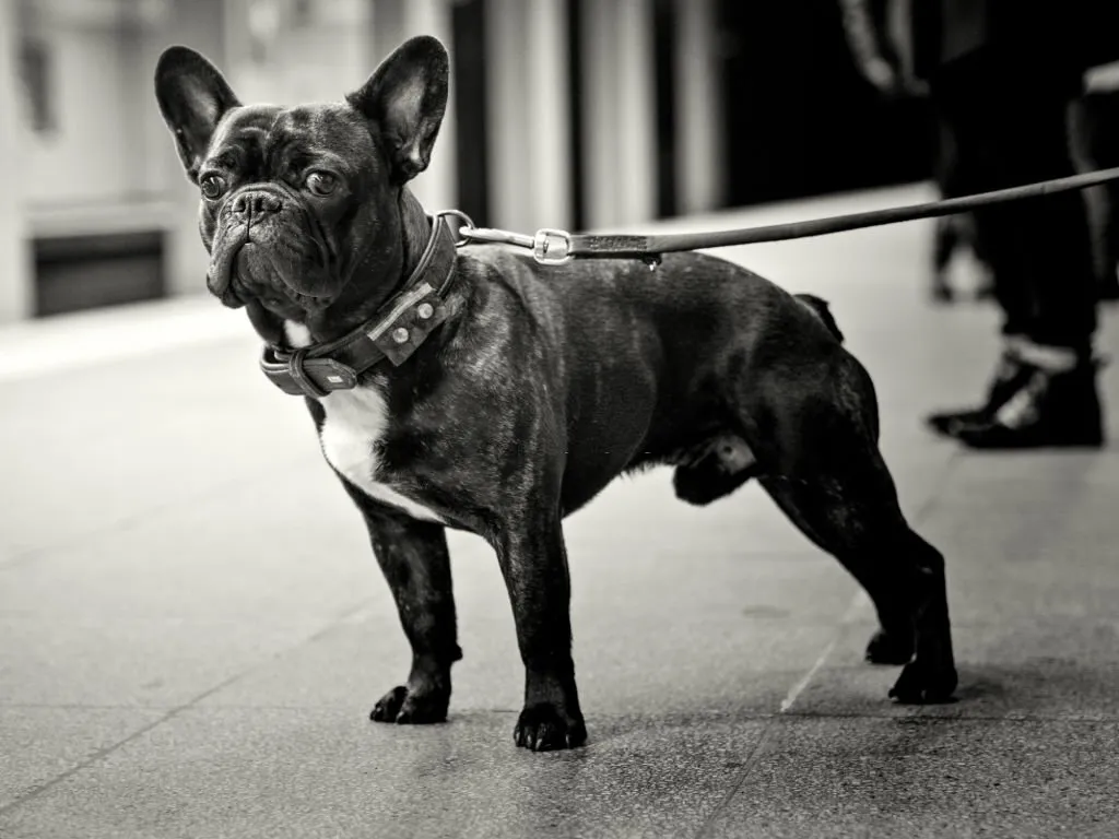 muzzle for a French bulldog