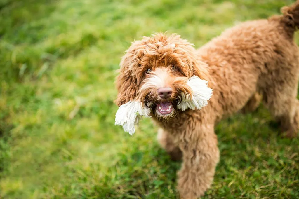 Labradoodle Puppies