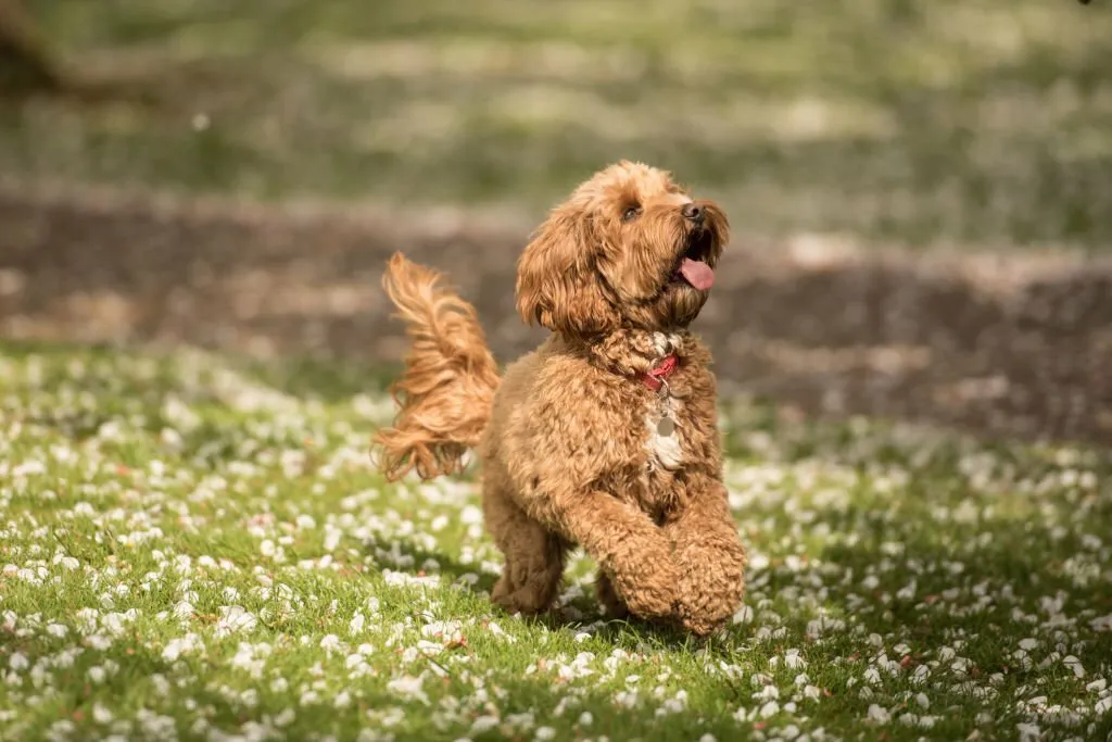 Labradoodle Puppies