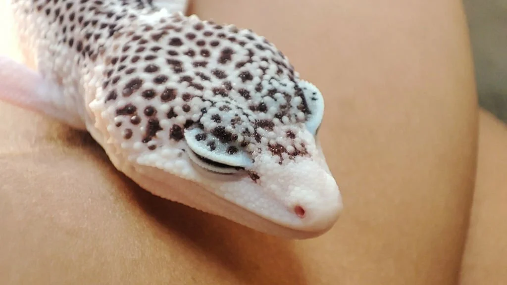 Is my leopard gecko dead or hibernating