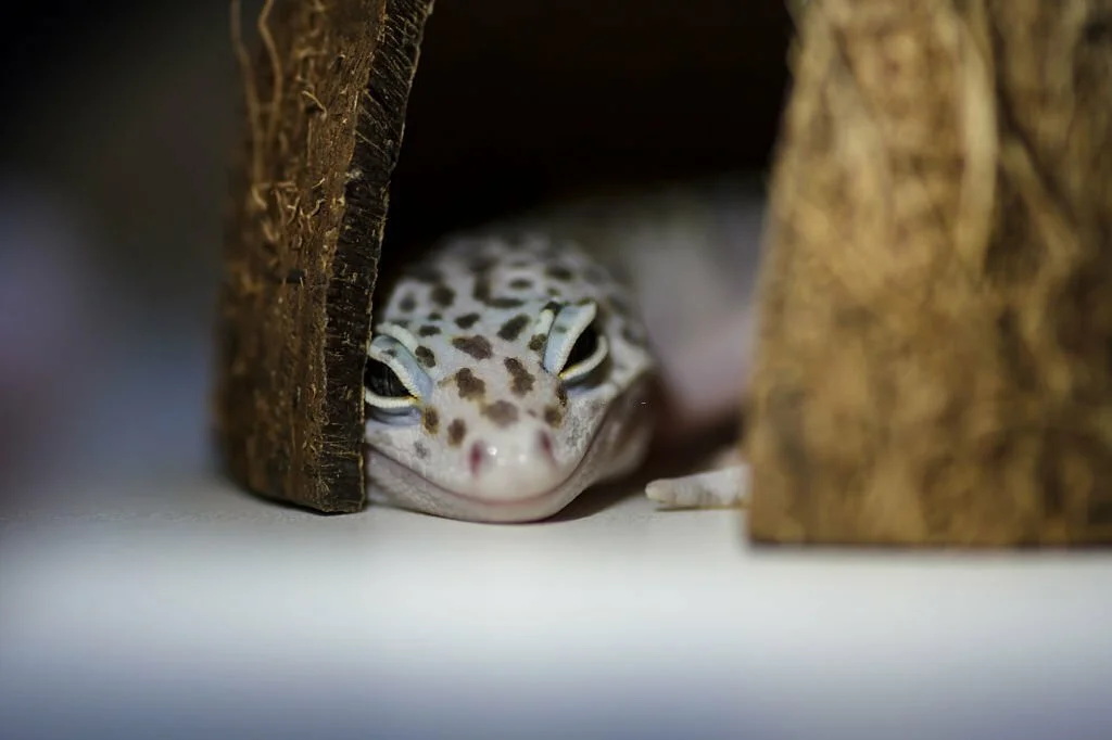 Is my leopard gecko dead or hibernating