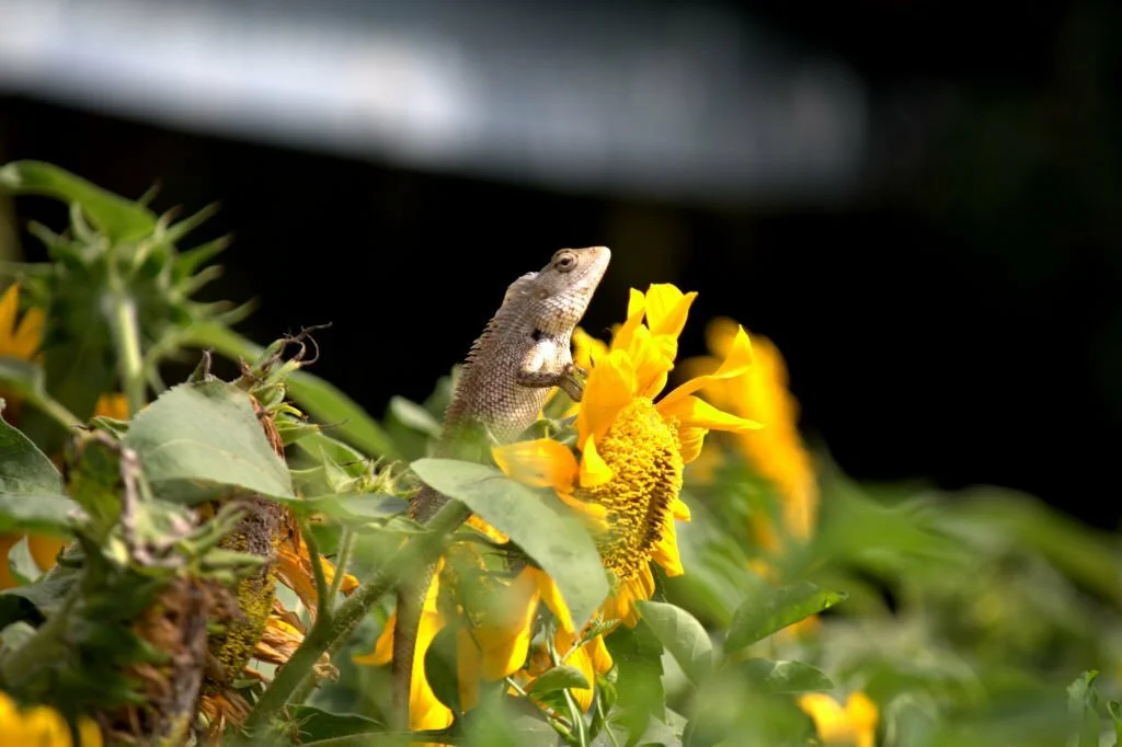 Can Bearded Dragons Eat Sunflowers