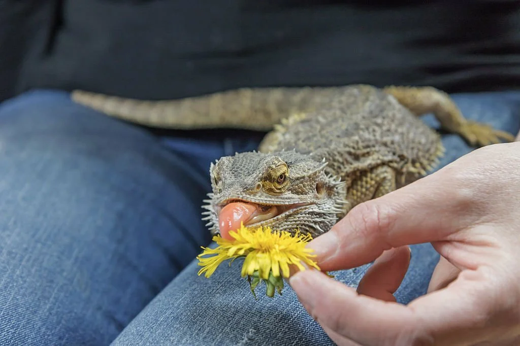 Can Bearded Dragons Eat Sunflowers