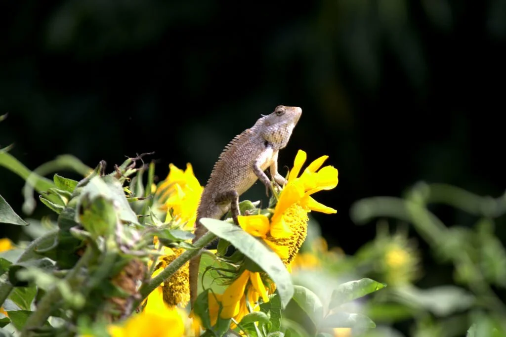 Can Bearded Dragons Eat Sunflowers