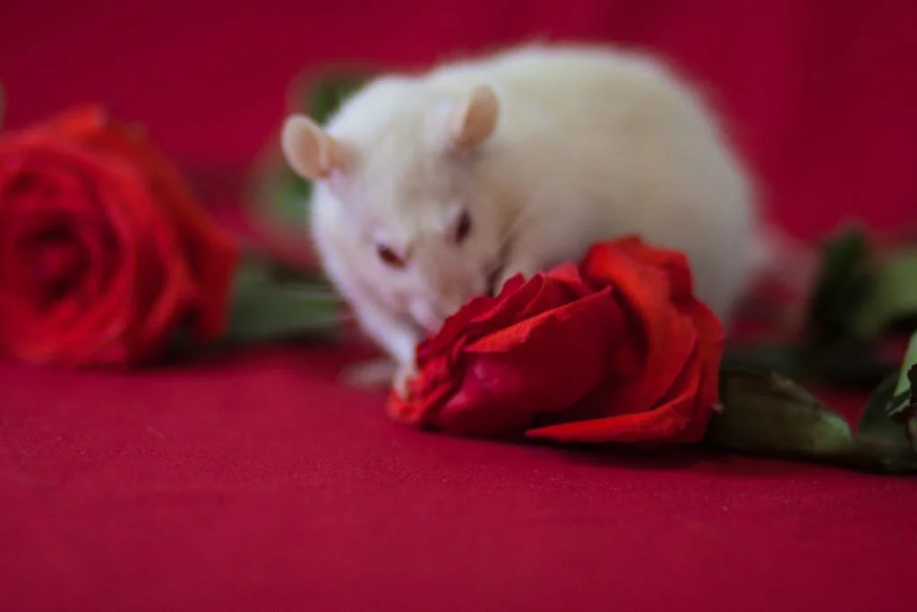 Can Rats Eat Rose Petals