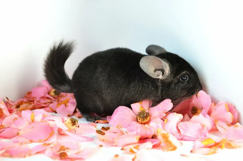 Can Rats Eat Rose Petals