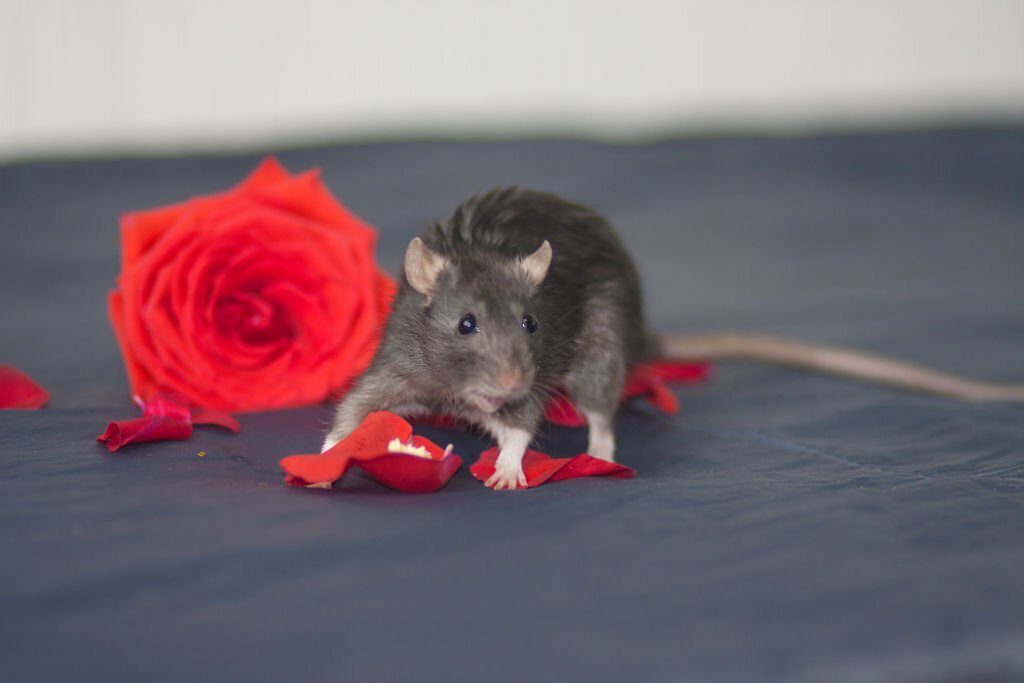 Can Rats Eat Rose Petals