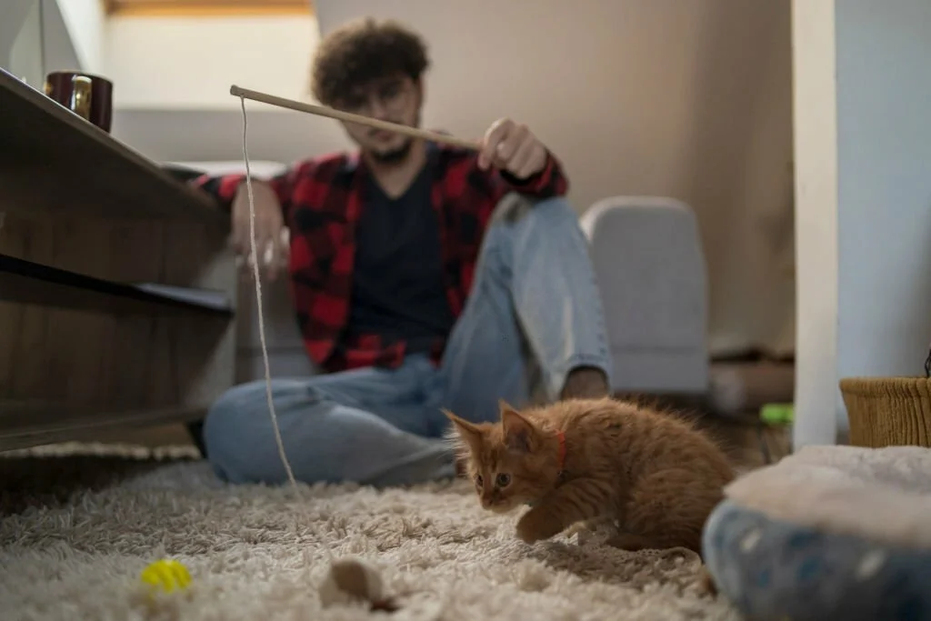 Cat Eating Carpet Fibers