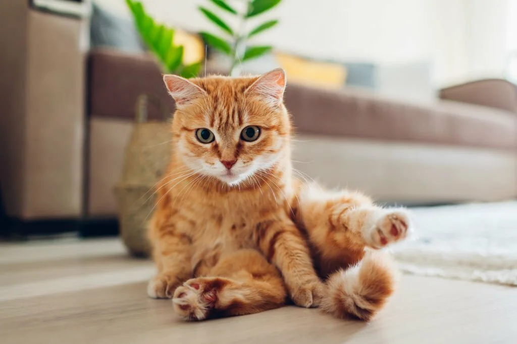 Why Are Orange Cats So Dumb