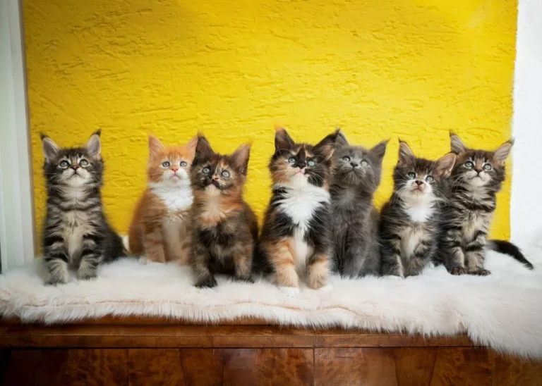 Maine Coon Tabby Mix Kitten: The Purr-fect Feline Companion