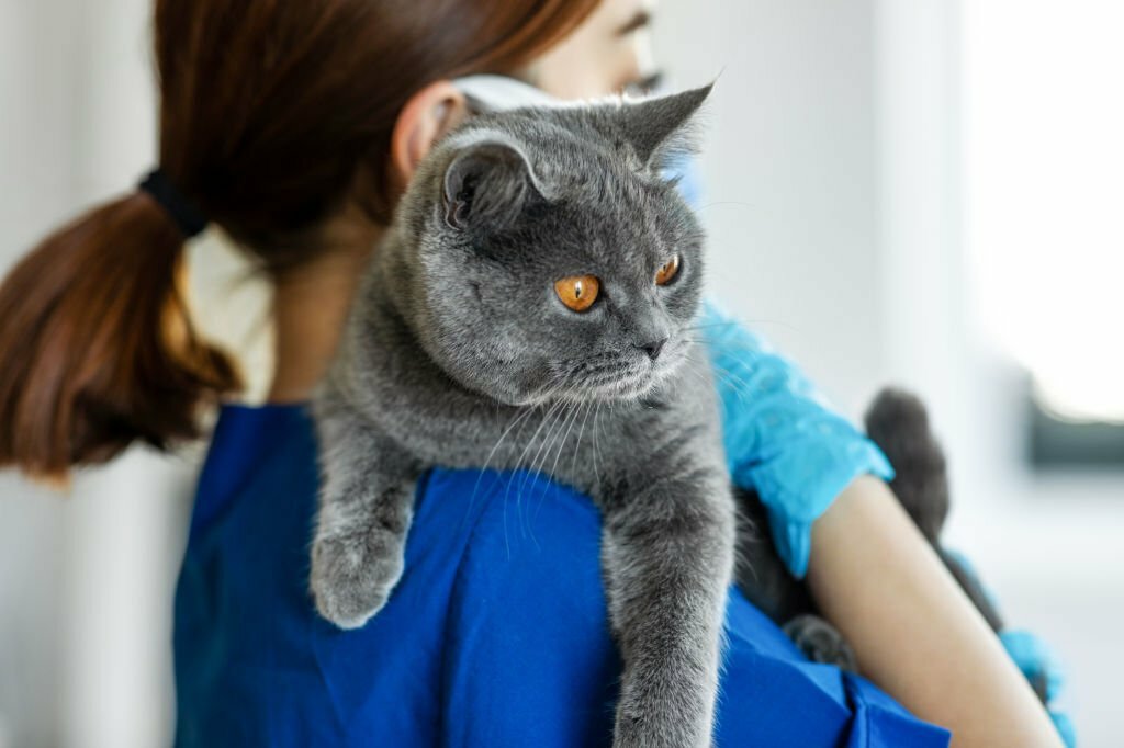 Cat Can't Walk After Gabapentin