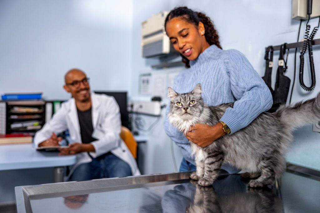 Cat Can't Walk After Gabapentin