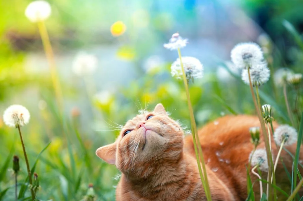 Can Cats Eat Dandelions