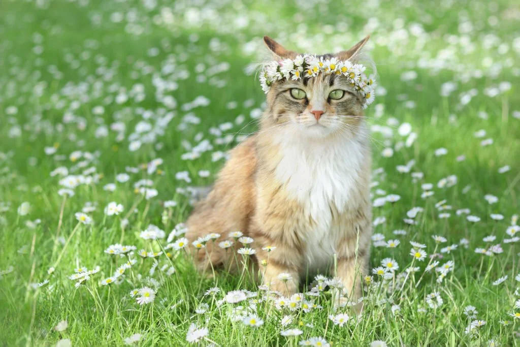 Can Cats Eat Dandelions