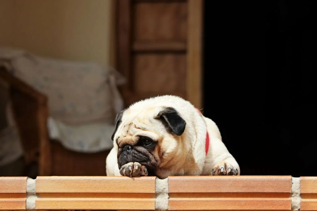 Pug Dying Symptoms