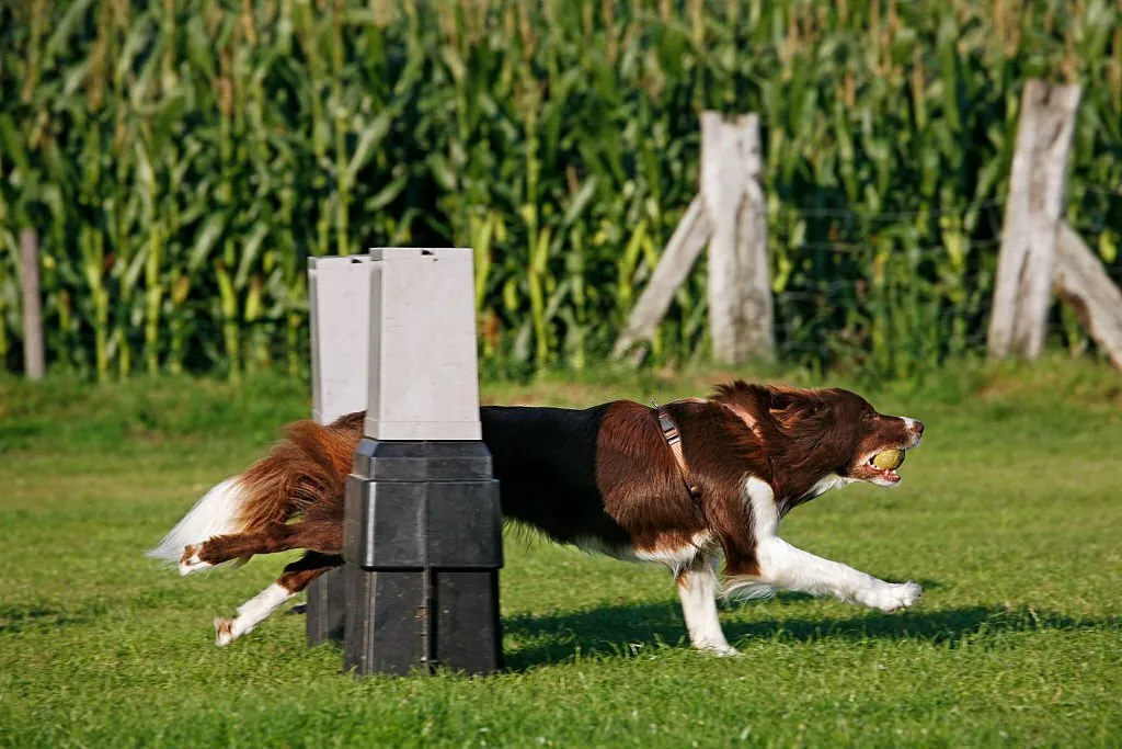 Dog Agility Equipment