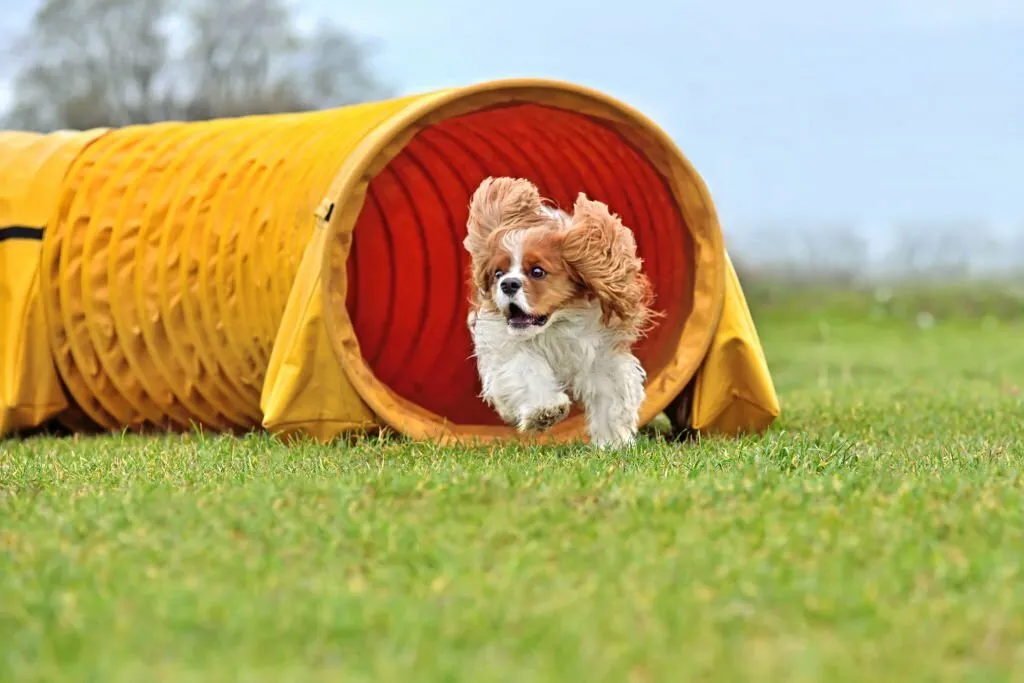 Dog Agility Equipment