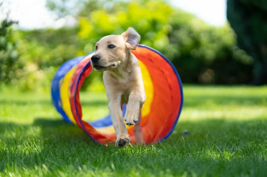 Dog Agility Equipment