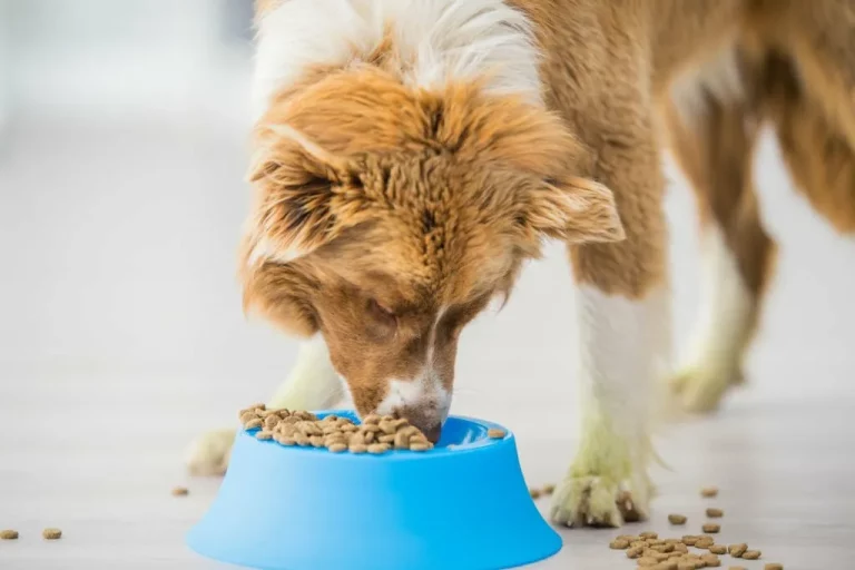 Dog Food – The Ultimate Guide Introduction