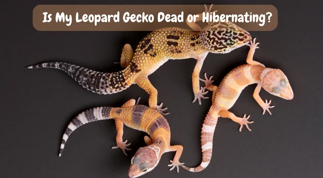 Is my leopard gecko dead or hibernating