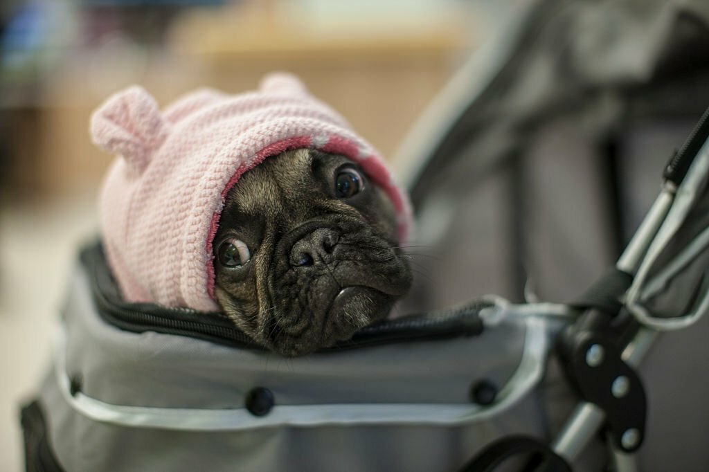 Pet Gear Stroller