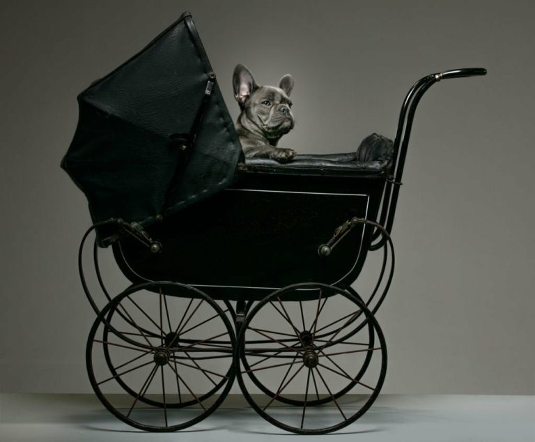 The Ultimate Guide to Choosing the Best Pet Gear Stroller for Your Furry Friend