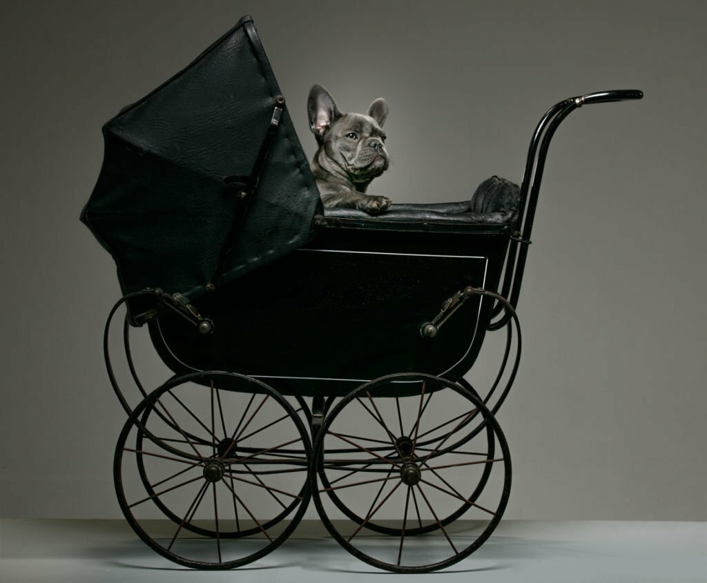 Pet Gear Stroller