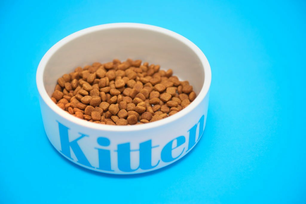 Kitten food