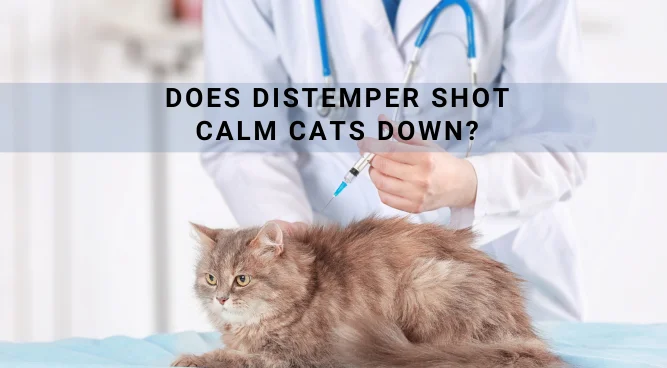 Does Distemper Shot Calm Cats Down