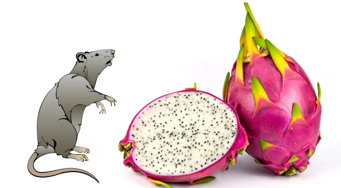Can Rats Eat Dragon Fruit