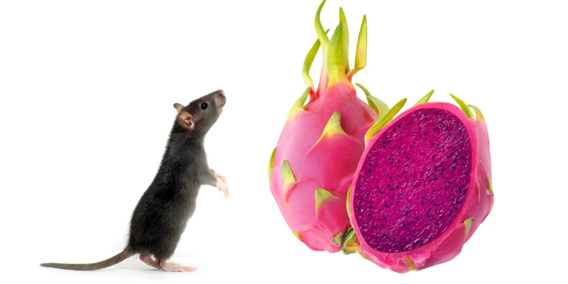 Can Rats Eat Dragon Fruit