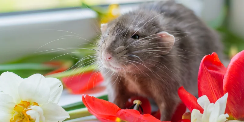 Can Rats Eat Rose Petals