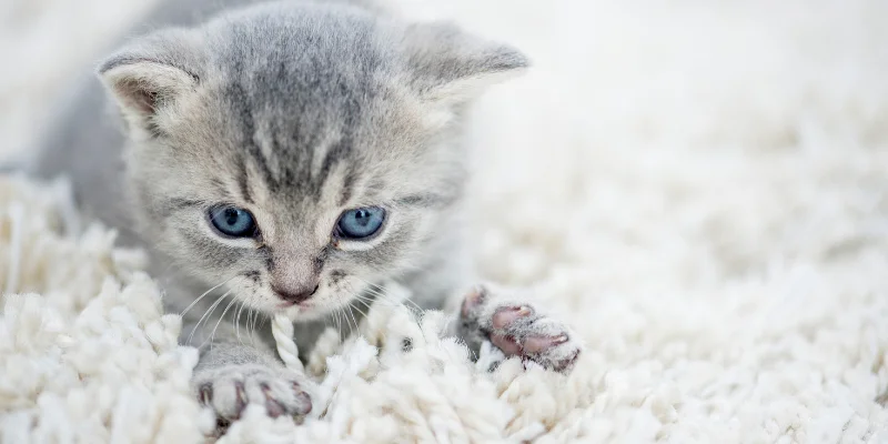 Cat Eating Carpet Fibers