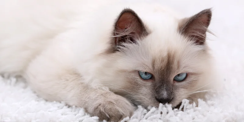 Cat Eating Carpet Fibers