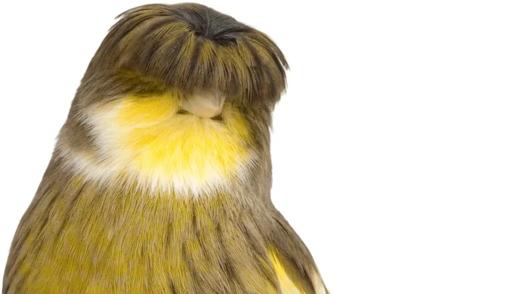 Bird With a Bowl Cut