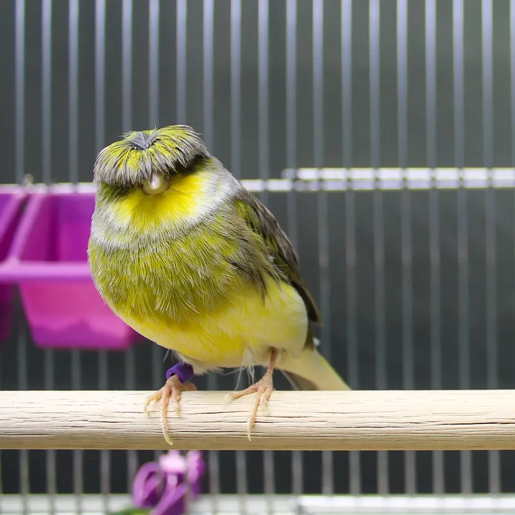 Bird With a Bowl Cut