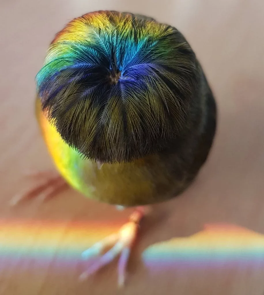 Bird With a Bowl Cut