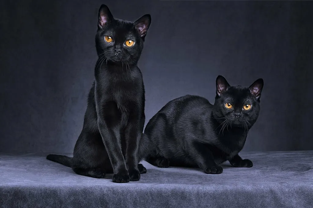 American Shorthair Black Cats