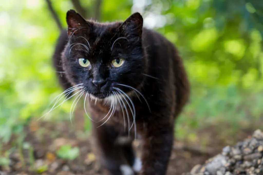 Black Cats with Green Eyes