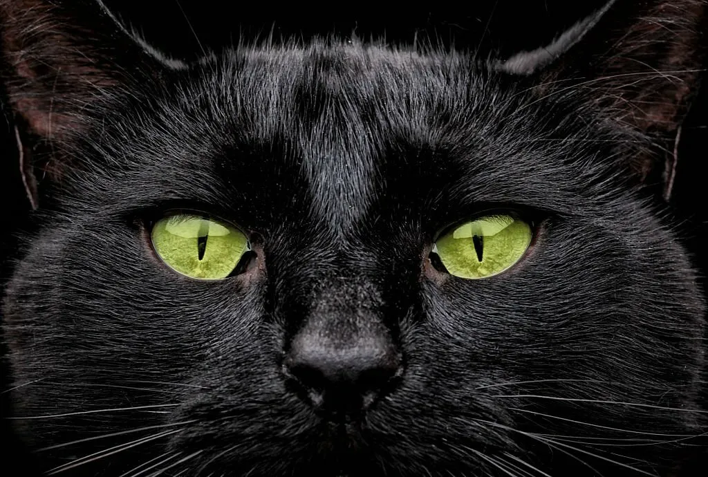 Black Cats with Green Eyes